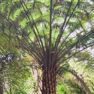 Cyathea australis subsp. australis at Bodalla State Forest - 5 Jan 2024
