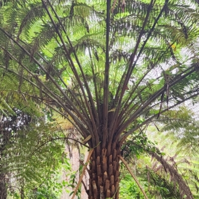 Cyathea australis subsp. australis (Rough Tree Fern) at Kianga, NSW - 5 Jan 2024 by Steve818