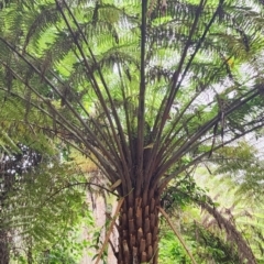 Cyathea australis subsp. australis (Rough Tree Fern) at Bodalla State Forest - 5 Jan 2024 by Steve818