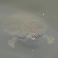 Chelodina longicollis (Eastern Long-necked Turtle) at Mittagong, NSW - 26 Dec 2023 by Amata