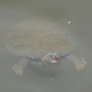 Chelodina longicollis at Wingecarribee Local Government Area - 26 Dec 2023