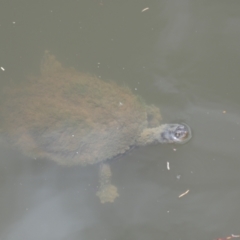 Chelodina longicollis at Wingecarribee Local Government Area - 26 Dec 2023 01:06 PM