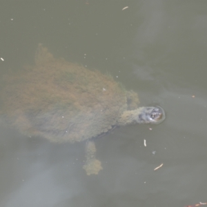 Chelodina longicollis at Wingecarribee Local Government Area - 26 Dec 2023 01:06 PM