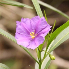 Solanum linearifolium (Kangaroo Apple) at Dryandra St Woodland - 1 Jan 2024 by ConBoekel