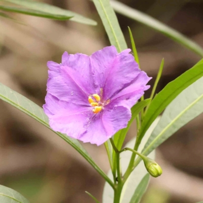 Solanum linearifolium (Kangaroo Apple) at Dryandra St Woodland - 31 Dec 2023 by ConBoekel