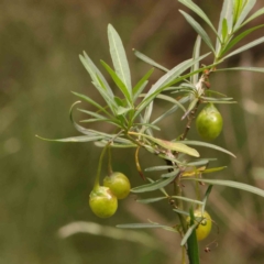 Solanum linearifolium at Dryandra St Woodland - 1 Jan 2024