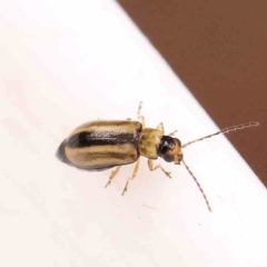 Monolepta froggatti (Leaf beetle) at Dryandra St Woodland - 31 Dec 2023 by ConBoekel