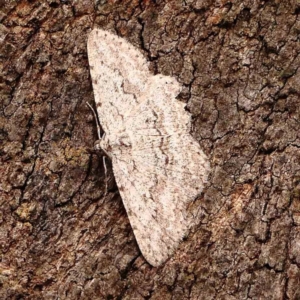 Psilosticha absorpta at Dryandra St Woodland - 1 Jan 2024