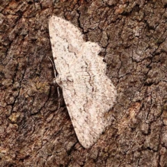 Psilosticha absorpta (Fine-waved Bark Moth) at Dryandra St Woodland - 31 Dec 2023 by ConBoekel