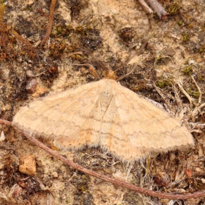 Scopula rubraria (Reddish Wave, Plantain Moth) at Dryandra St Woodland - 1 Jan 2024 by ConBoekel