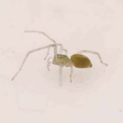 Unidentified Spider (Araneae) at Dryandra St Woodland - 31 Dec 2023 by ConBoekel