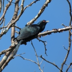 Eudynamys orientalis (Pacific Koel) at McKellar, ACT - 17 Nov 2023 by Amata