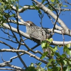 Eudynamys orientalis at McKellar, ACT - 18 Nov 2023