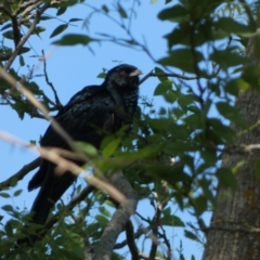 Eudynamys orientalis at McKellar, ACT - 18 Nov 2023