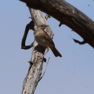 Cincloramphus mathewsi at Jarvis Creek, VIC - 5 Jan 2024 09:31 AM