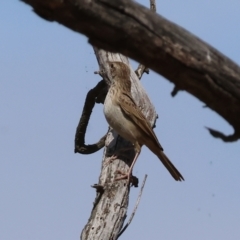 Cincloramphus mathewsi at Jarvis Creek, VIC - 5 Jan 2024 09:31 AM