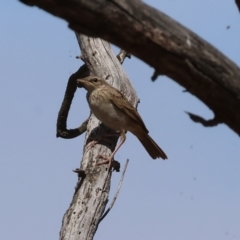 Cincloramphus mathewsi at Jarvis Creek, VIC - 5 Jan 2024 09:31 AM