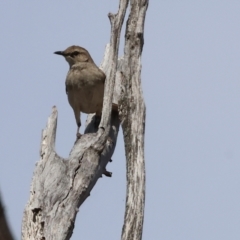 Cincloramphus mathewsi at Jarvis Creek, VIC - 5 Jan 2024