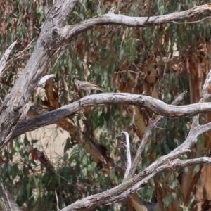 Cincloramphus mathewsi at Jarvis Creek, VIC - 5 Jan 2024