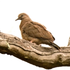 Spilopelia chinensis (Spotted Dove) at ANBG - 4 Jan 2024 by Thurstan