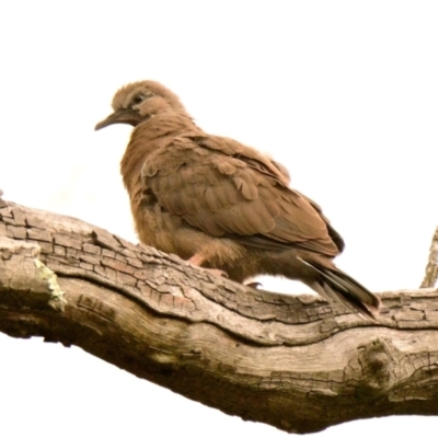 Spilopelia chinensis (Spotted Dove) at Acton, ACT - 4 Jan 2024 by Thurstan