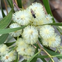 Lasioglossum sp. (genus) (Furrow Bee) at Campbell, ACT - 3 Jan 2024 by macolless
