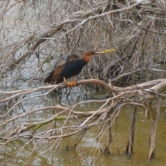 Anhinga novaehollandiae (Australasian Darter) at Burradoo - 4 Jan 2024 by plants