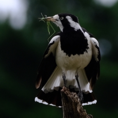 Grallina cyanoleuca (Magpie-lark) at Whitlam, ACT - 5 Jan 2024 by Kurt