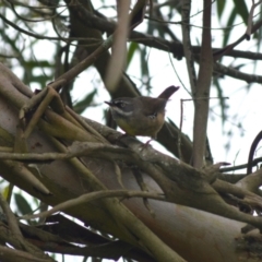 Sericornis frontalis (White-browed Scrubwren) at Burradoo, NSW - 4 Jan 2024 by plants