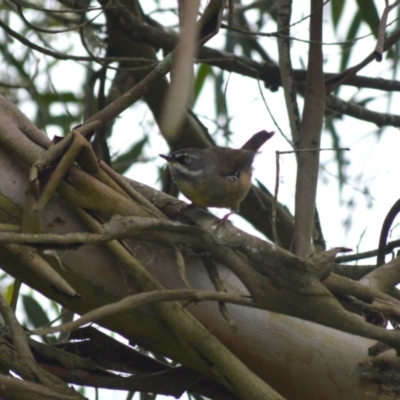 Sericornis frontalis (White-browed Scrubwren) at Cecil Hoskins Nature Reserve - 4 Jan 2024 by plants