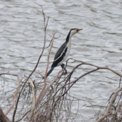 Microcarbo melanoleucos (Little Pied Cormorant) at Cecil Hoskins Nature Reserve - 5 Jan 2024 by plants
