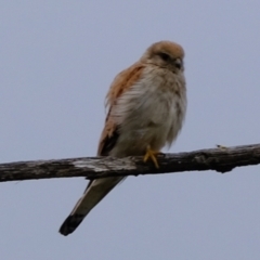 Falco cenchroides (Nankeen Kestrel) at Whitlam, ACT - 5 Jan 2024 by Kurt