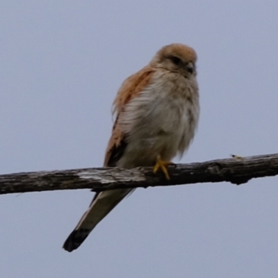 Falco cenchroides (Nankeen Kestrel) at Molonglo River Reserve - 5 Jan 2024 by Kurt