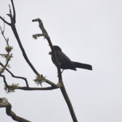 Turdus merula (Eurasian Blackbird) at Burradoo, NSW - 4 Jan 2024 by plants