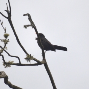 Turdus merula at Cecil Hoskins Nature Reserve - 5 Jan 2024