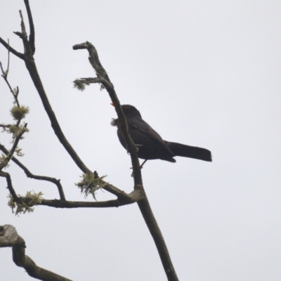 Turdus merula (Eurasian Blackbird) at Burradoo, NSW - 4 Jan 2024 by plants