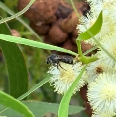 Lasioglossum (Chilalictus) sp. (genus & subgenus) at Campbell, ACT - 3 Jan 2024