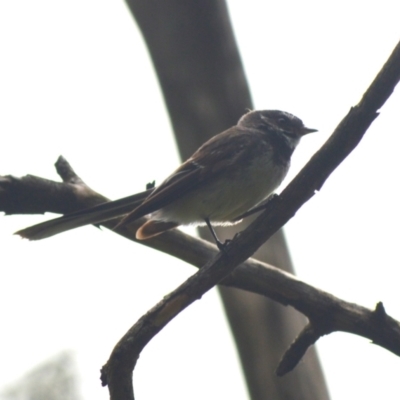 Rhipidura albiscapa (Grey Fantail) at Wingecarribee Local Government Area - 4 Jan 2024 by plants