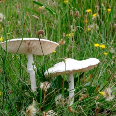 Macrolepiota dolichaula (Macrolepiota dolichaula) at Namarag NR - 5 Jan 2024 by Kurt