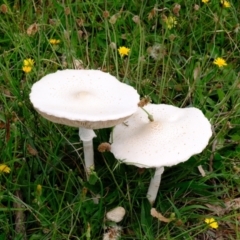 Macrolepiota dolichaula at Whitlam, ACT - 5 Jan 2024