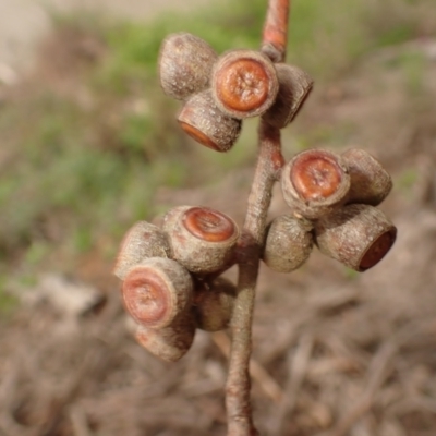 Eucalyptus pauciflora (A Snow Gum) at Cecil Hoskins Nature Reserve - 4 Jan 2024 by plants