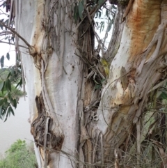 Eucalyptus pauciflora at Cecil Hoskins Nature Reserve - 4 Jan 2024 12:02 PM