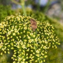 Dictyotus sp. (genus) (A brown shield bug) at Rugosa - 5 Jan 2024 by SenexRugosus