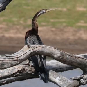 Anhinga novaehollandiae at Jarvis Creek, VIC - 5 Jan 2024