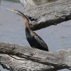 Anhinga novaehollandiae at Jarvis Creek, VIC - 5 Jan 2024 09:28 AM