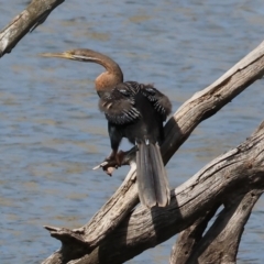 Anhinga novaehollandiae at Jarvis Creek, VIC - 5 Jan 2024