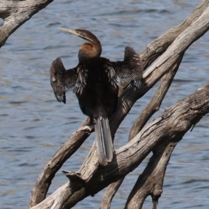 Anhinga novaehollandiae at Jarvis Creek, VIC - 5 Jan 2024 09:28 AM