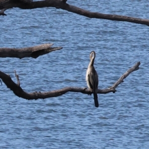 Anhinga novaehollandiae at Jarvis Creek, VIC - 5 Jan 2024