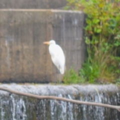 Ardea alba (Great Egret) at Wingecarribee Local Government Area - 4 Jan 2024 by plants