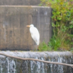 Ardea alba (Great Egret) at Cecil Hoskins Nature Reserve - 5 Jan 2024 by plants